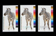 Three Clubcard sample cards on 19pt suede card stock showing zebra graphic with CLUBCARD logo in raised gold, silver, and iridescent metallic foil